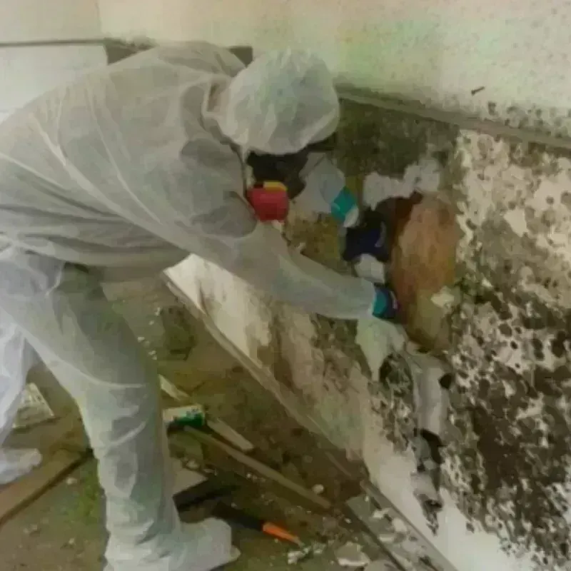 Mold Remediation and Removal in Annville, PA